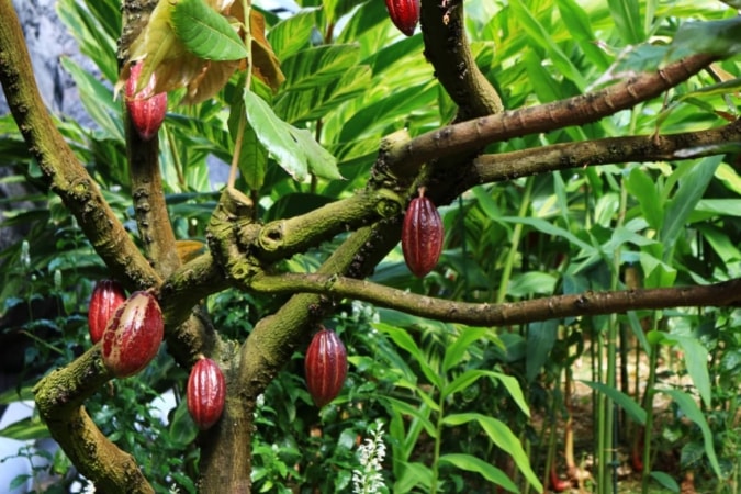 Cacao Tree With Mature Fruit